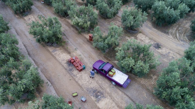 «Μάζεψαν» 2 τόνους ξένες ελιές και τις πήγαν για πούλημα