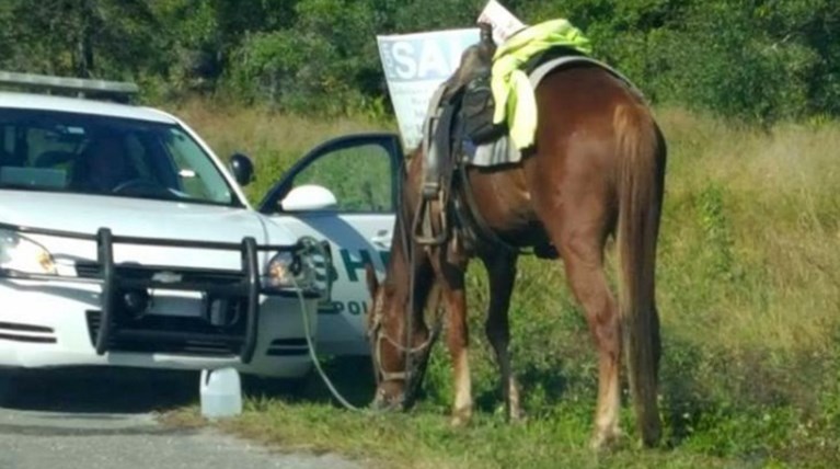 Συνελήφθη 53χρονη γιατί οδηγούσε μεθυσμένη ένα... άλογο