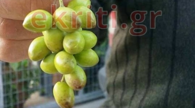 Διασταύρωση ελιάς με αμπέλι: Ελιές σε... τσαμπί σαν σταφύλι