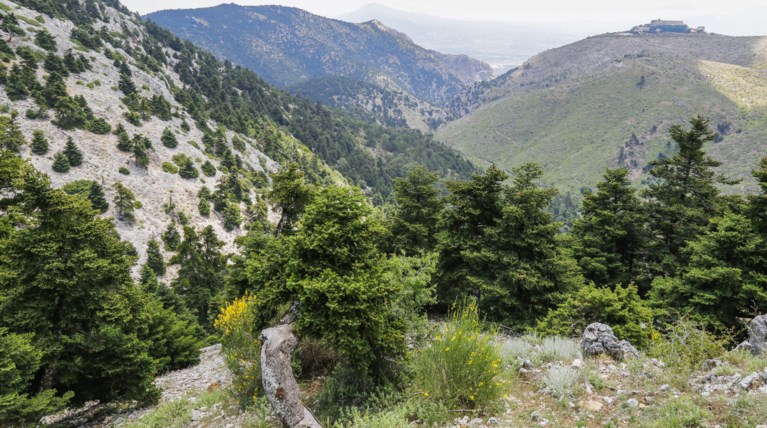Κίνδυνος στην Πάρνηθα από ...αγριογούρουνα, σκυλιά και λύκους