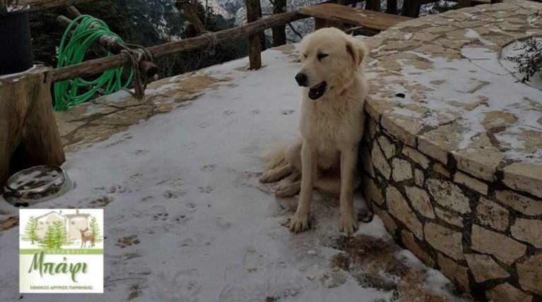 Τα πρώτα χιόνια στην Αττική - «Άσπρισε» το καταφύγιο Πάρνηθας