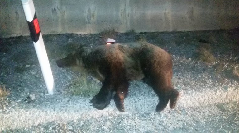 Νέο τροχαίο με νεκρή αρκούδα στην Εγνατία Οδό