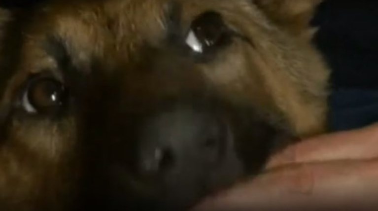 Υιοθέτησαν το ετοιμοθάνατο κουτάβι που έσωσαν στις διακοπές τους στην Κρήτη