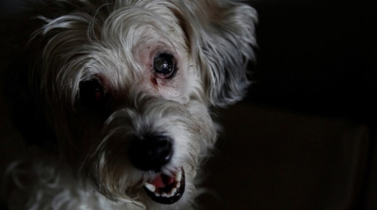 Εμεινε στο πλάι της νεκρής αφεντικίνας της για εβδομάδες