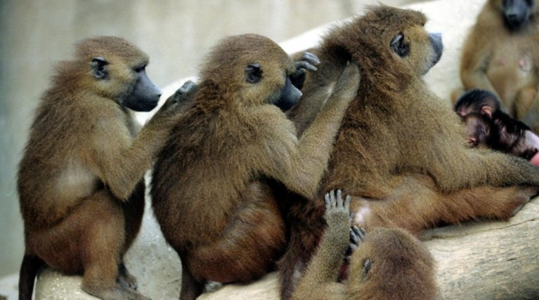 Πανικός στο Παρίσι: Απόδραση 50 μπαμπουίνων από το κλουβί τους