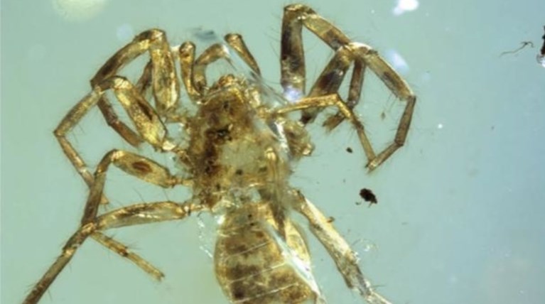 Εντοπίσθηκε μέσα σε κεχριμπάρι 100 εκατομμυρίων ετών η πρώτη αράχνη με ουρά