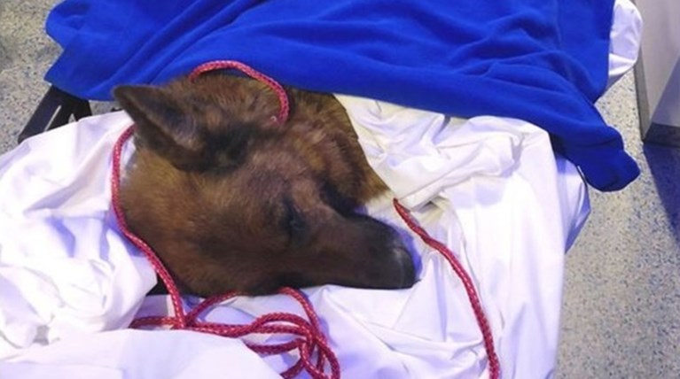 Η συγκινητική ιστορία της 8χρονης Ραπουνζέλ που γύρισε στο σπίτι της