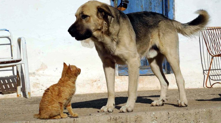 Αλλάζει ο νόμος για τα κατοικίδια - υποχρεωτική η στείρωση