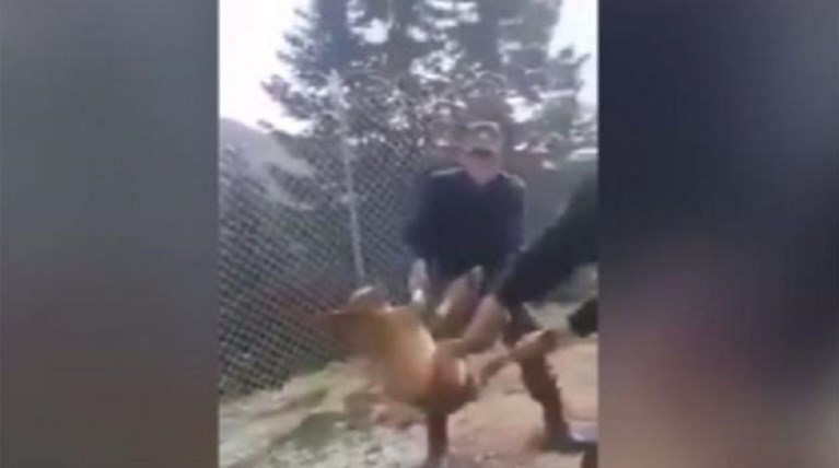 Γελοίες δικαιολογίες από τους βασανιστές του σκύλου -τι αναφέρουν σε δήλωση