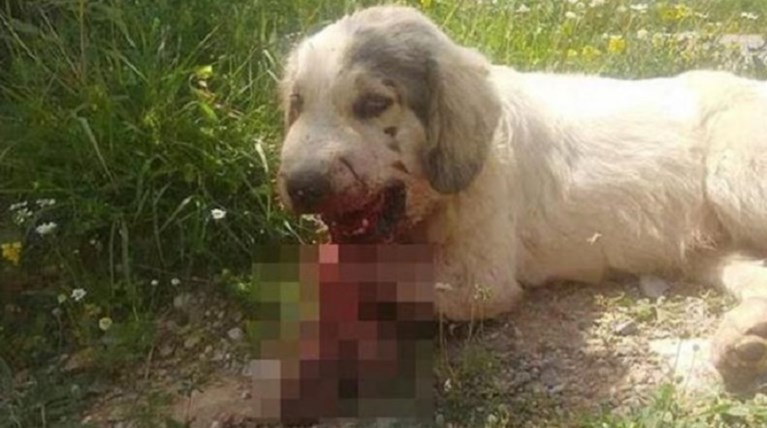 fake news... o τραυματισμός σκύλου από κροτίδα στο στόμα του