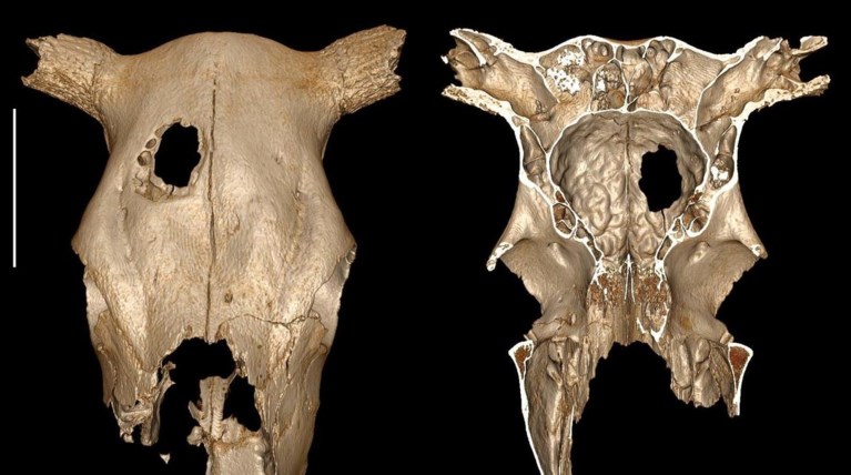 Πριν 5.000 έτη η αρχαιότερη κτηνιατρική χειρουργική επέμβαση