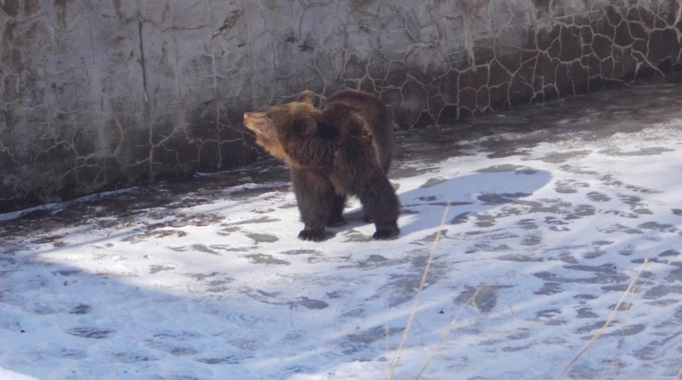 Άρχισε τις βόλτες της η Χριστίνα, η αρκούδα