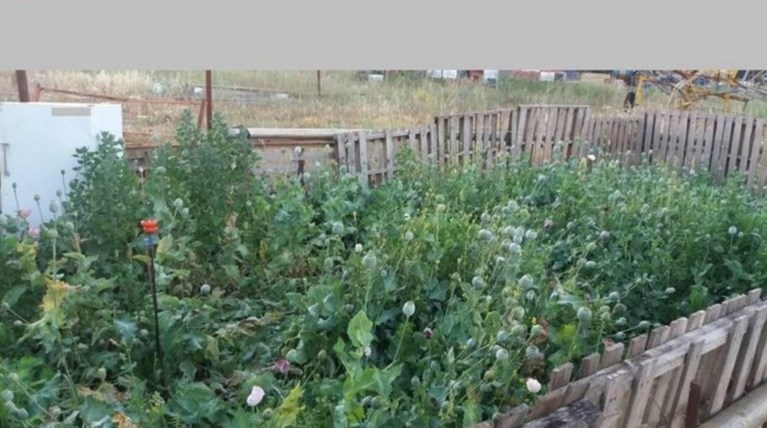 Αναζητούν τον ιδιοκτήτη του οικοπέδου με την φυτεία παπαρούνας στη Θήβα