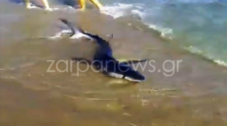 Καρχαρίας βγήκε σε παραλία των Χανίων