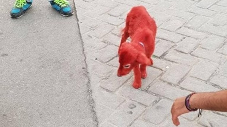 Η ανθρώπινη βλακεία δεν έχει όρια! Έβαψαν κουτάβι κόκκινο (φωτό)