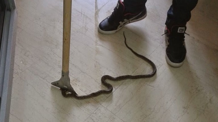 Αγωνία για 22χρονο που τον δάγκωσε οχιά, αλλά δεν υπήρχε αντίδοτο