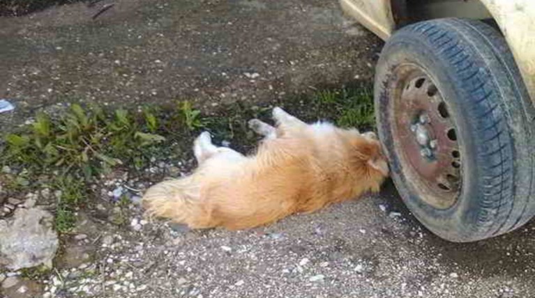 Νέο κρούσμα με φόλες στην Ανδραβίδα