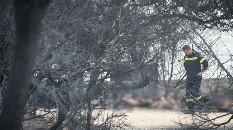 Κύμα αλληλεγγύης από το εξωτερικό προς την Ελλάδα