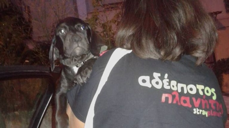 Δεν υπάρχουν λόγια: Πέταξε κουτάβι από τον 7ο όροφο πολυκατοικίας