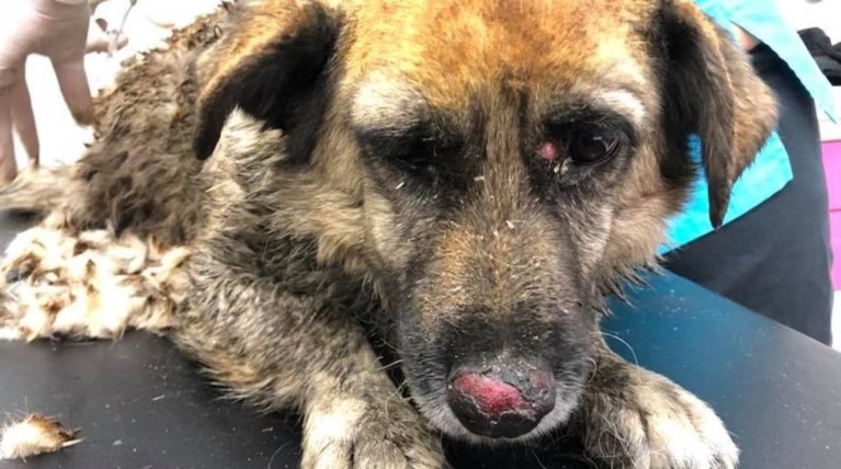 Επανένωση για τη Σκούτη που είχε βρεθεί τραυματισμένη στο Μάτι