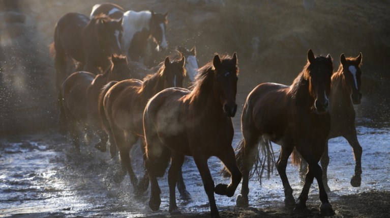 Η εντυπωσιακή μετακίνηση 250 αλόγων στην Αυστραλία