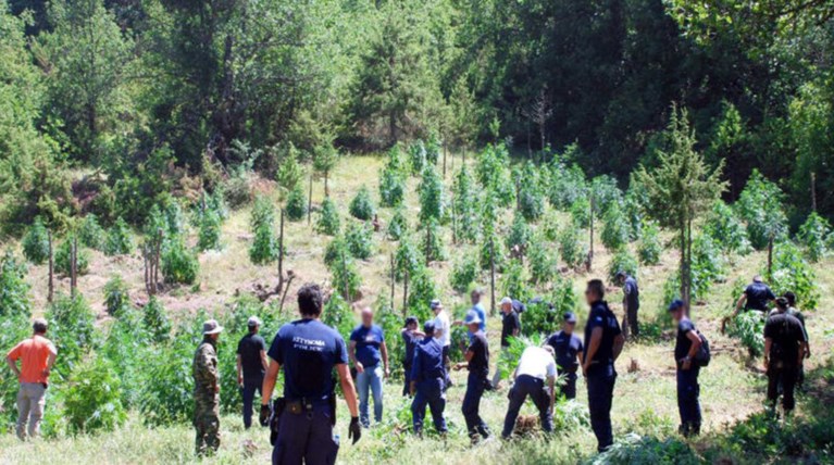Πάτρα: Εντοπίστηκε μεγάλη φυτεία με 1800 δενδρύλλια χασίς