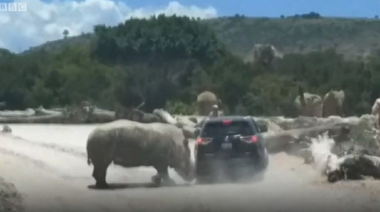 Επίθεση ρινόκερου σε αυτοκίνητο σε πάρκο άγριων ζώων (βίντεο)