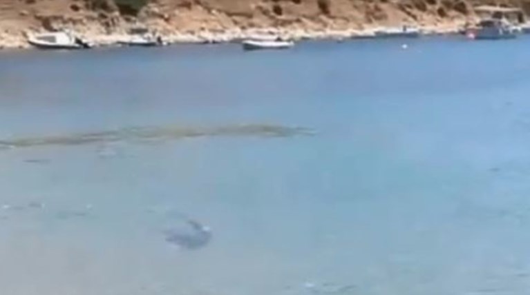 Δελφίνι στη Σκύρο βγήκε στα ρηχά