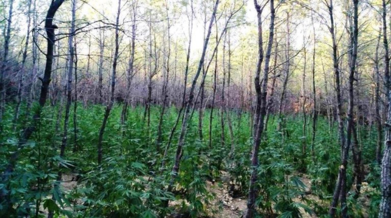 Εντόπισαν φυτεία με 765 δενδρύλλια κάνναβης στη Μαλακάσα (φωτό)