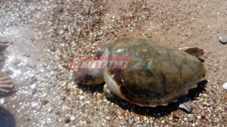 Αχαΐα: Δεύτερη θαλάσσια χελώνα νεκρή σε ένα 24ωρο