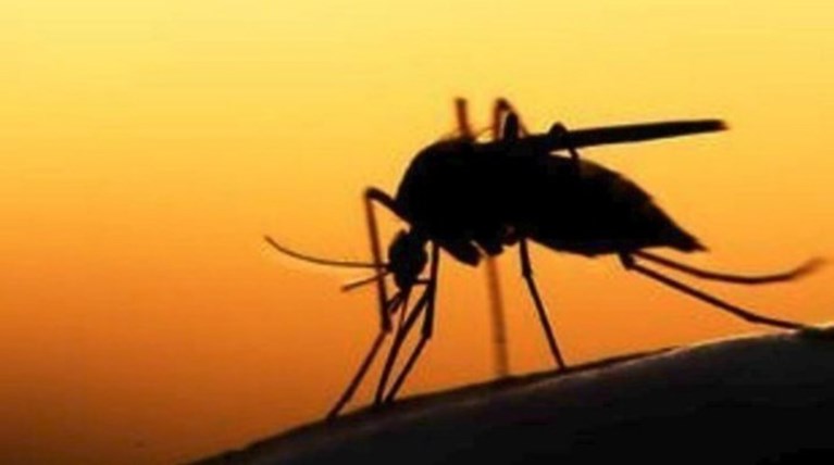 Σαράντα τα κρούσματα του ιού του Δυτικού Νείλου στην Κ. Μακεδονία