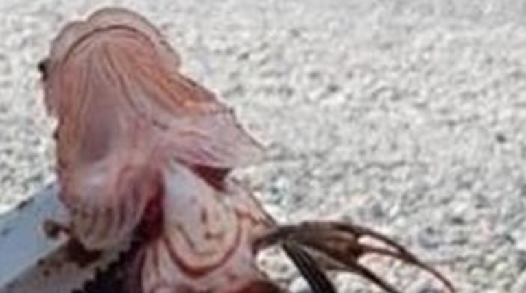 «Πάγωσαν» όταν είδαν το τοξικό λεοντόψαρο στην Κρήτη