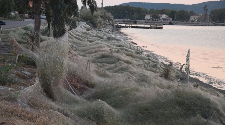 Πέπλο από ιστό αράχνης "κατάπιε" 300 μέτρα στο Αγρίνιο (φωτό)