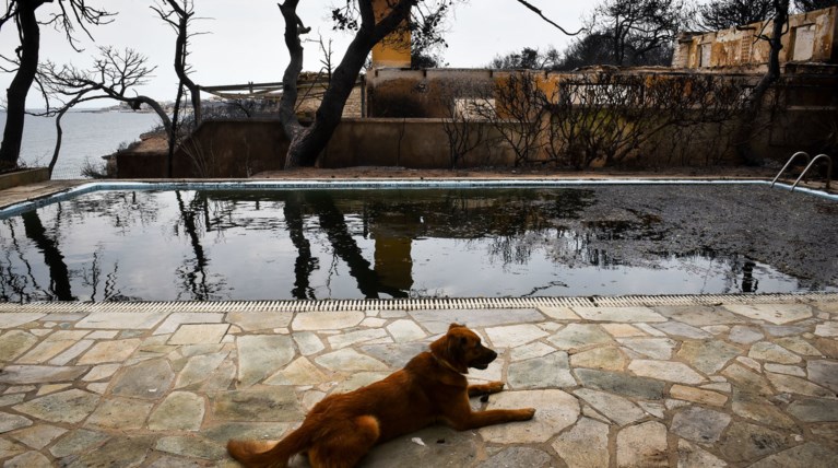 Οι υπέροχοι φίλοι μας που χάρισαν μαγικά στιγμιότυπα σε ρεπορτάζ χρόνων