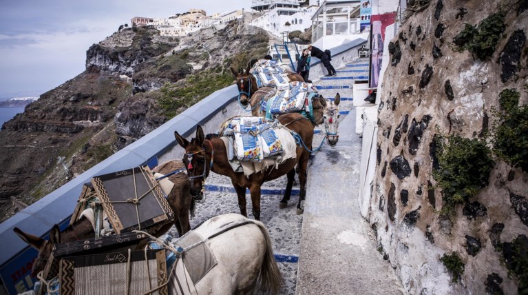 Οι υπέρβαροι δεν μπορούν πλέον να ανεβαίνουν στα γαϊδουράκια της Σαντορίνης