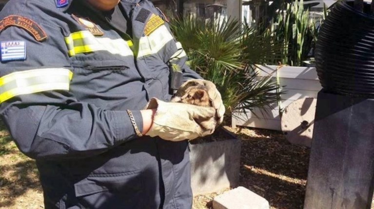 Επιχείρηση της ΕΜΑΚ για γατάκι που είχε πέσει σε γεώτρηση
