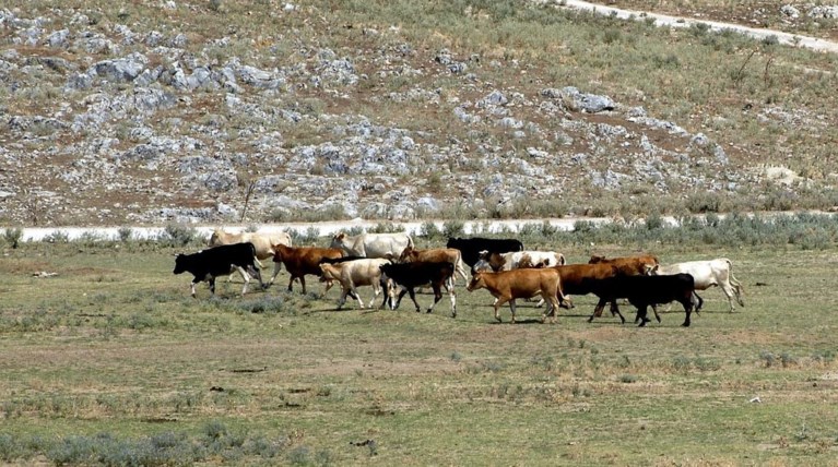 Κρούσμα της νόσου των τρελών αγελάδων στη Σκοτία