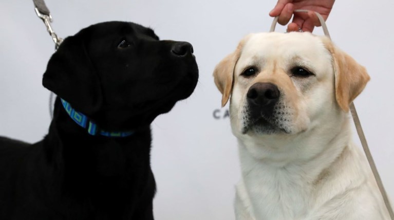 Θεραπεία μέσω ζώων στο 424 Στρατιωτικό Νοσοκομείο