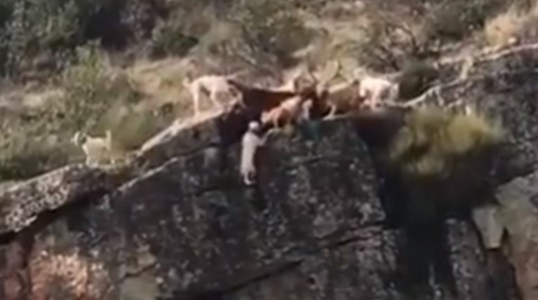Βίντεο σοκ: Κυνηγός στέλνει σκυλιά να κυνηγήσουν & πέφτουν στον γκρεμό