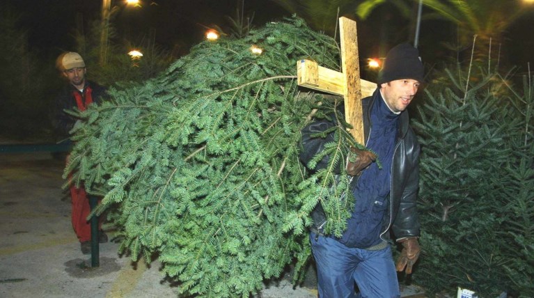 Πόσο θα πωλούνται φέτος τα φυσικά έλατα