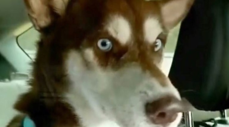 Χάσκι επέστρεψε σπίτι του μετά από 18 μήνες διανύοντας χιλιάδες χιλιόμετρα