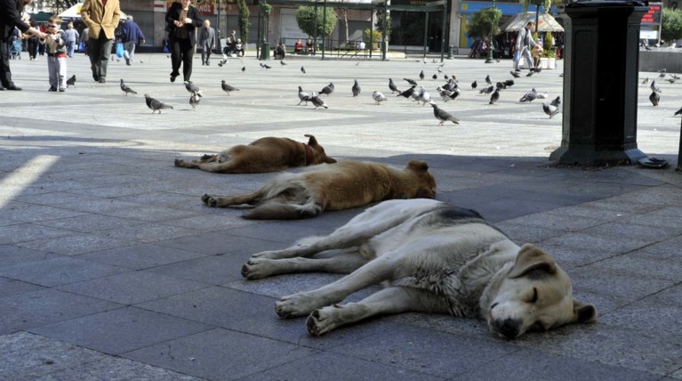 Φυλάκιση και πρόστιμα  για κακοποίηση τριών σκύλων στην Κρήτη