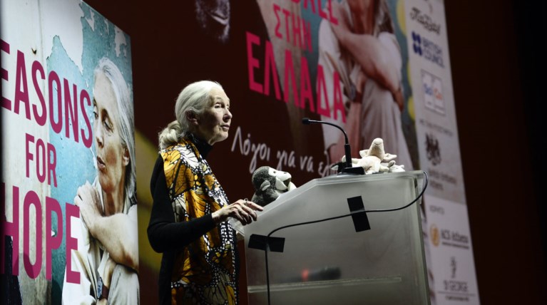 Δρ. Γκούντολ: Η γυναίκα που άλλαξε τα όσα ξέραμε για τον «συγγενή» χιμπατζή