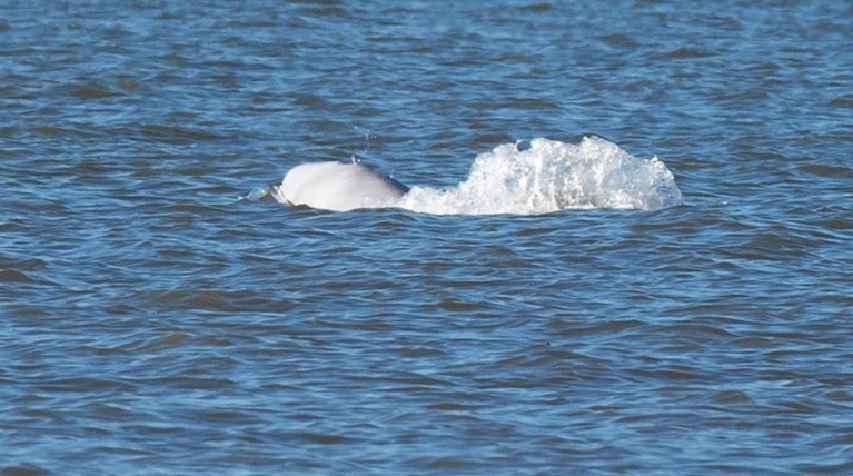 Ο 'Μπένι η Μπελούγκα' θα κάνει Χριστούγεννα στον Τάμεση