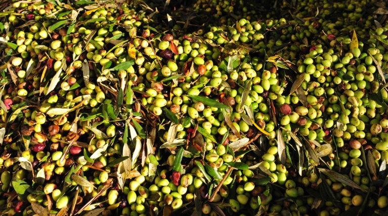 Είδαν το μπλόκο και παράτησαν τις κλεμμένες ελιές στο δρόμο