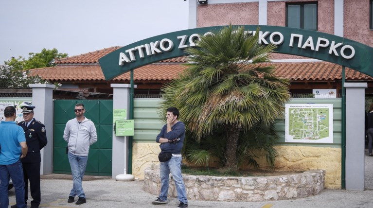 Κόντρα Αττικού Πάρκου-φιλόζωων για τα δύο τζάγκουαρ