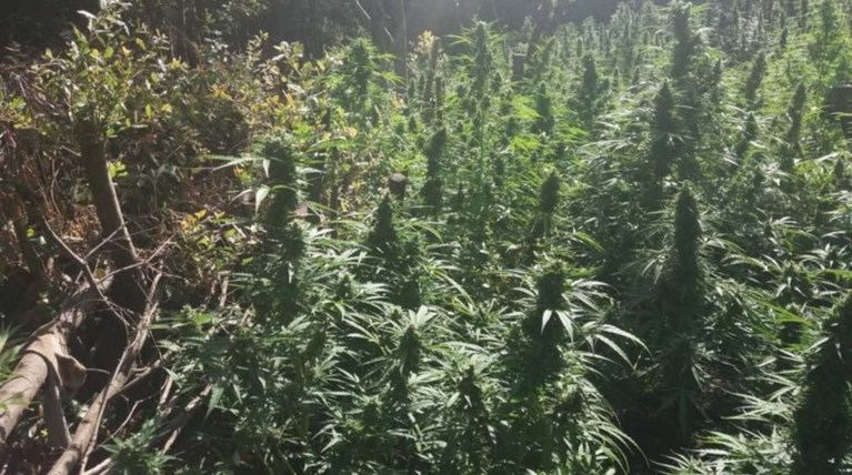 Συνελήφθη 54χρονος για 73 δενδρύλλια κάνναβης