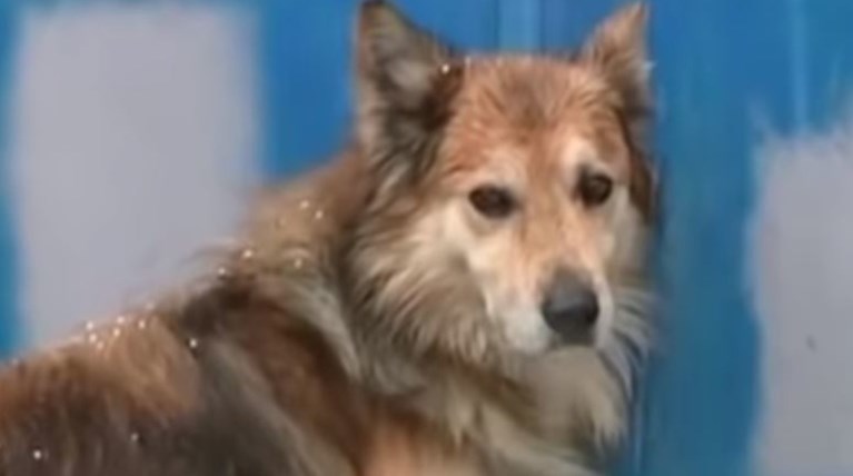 Συγκλονίζει ο σκύλος της Αγγελικής που δολοφονήθηκε από τον πατέρα της