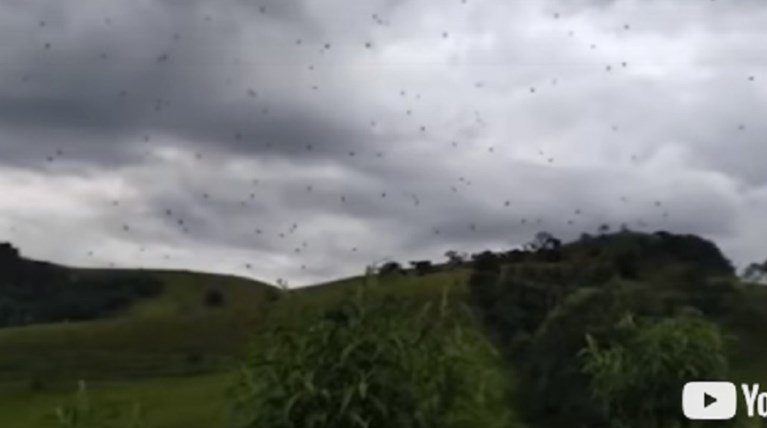 "Βροχή" από αράχνες στη Βραζιλία (βίντεο)