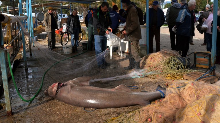 Μεγάλη ψαριά στη Νέα Κίο - Πάνω από 150 κιλά το σκυλόψαρο! (φωτό)